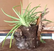 One of a Kind Sand Casted Planter with Aloe Plant by JC (b)