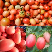 Tomato - Thai Pink Egg seeds