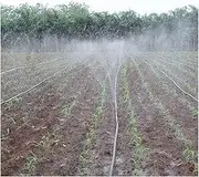 1pcs 3/4" Φ20mm Thin-Soft Spray Tape Farm Crops Micro, for Irrigation Hose Spray Drip Tape Vegetable Watering Flex Water Tube 5~200m (Color : 3-Hole Tape, Size : 30meters(99ft))