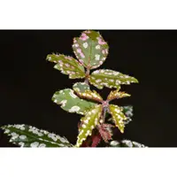 在飛比找蝦皮購物優惠-掌葉秋海棠 Begonia hemsleyana