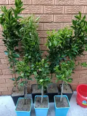 Grafted Dwaf Mandarin Tree (Ellendale)