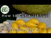 Buy Jackfruit Fruit Trees (Artocarpus integrifolia) [Category]
