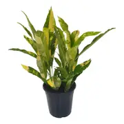 125mm Eburneum Splash - Croton Codiaeum variegatum
