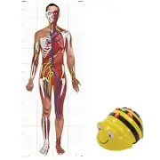 TTS Bee-Bot Robot with Human Body Play Mat STEM Coding Toy Robotics for Kids 3+