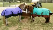 Showman 36-40" WATERPROOF Turnout MINI Horse Pony Blanket Lightweight Rain SHEET