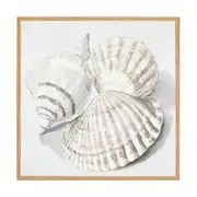 Shells Framed Canvas