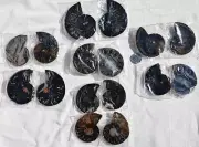 7941k LOT o EIGHT/8 RARE 1in100 BLACK Ammonite PAIR Crystals FOSSIL MEDIUM 5-7cm