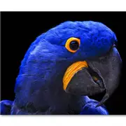 Close-Up Of a Parrot Head Print 100% Australian Made 150 x 100cm (Stretched)