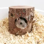 Habitat House Hideout for Hamster Mice Gerbils Mouse and Other Small Size Ani...