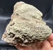 Fossilized Coral Devonian Crystal Indiana Quartz Calcite Limestone 1,750 Grams