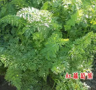 【蔬菜之家】C01.紅蘿蔔(胡蘿蔔)種子(共有2種包裝可選)