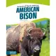 American Bison