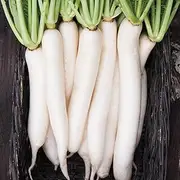 Radish Daikon Miyashige 50+ Seeds Vegetable Garden Autumn Winter Spring