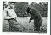 *NH Postcard-"Ebony, The Cub in Training" -For Bear Shows- {G166-S2}