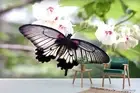3D Floral Butterfly Wallpaper Wall Mural Removable Self-adhesive 350