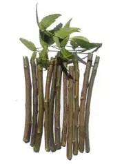 Natural Organic Neem Datun Toothbrush -Pack of 40 pc
