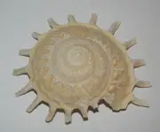 97 mm Stellaria Solaris Carrier Seashell #3 From Phi Phi Island Phuket Thailand