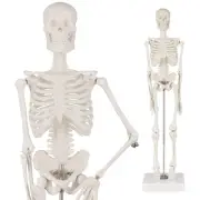 Human Skeleton Model, Portable 17” Skeleton Anatomy Model with Movable Skull,...