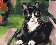 Paint by Numbers for Adults DIY Oil Paint by Number Adult Kit Paint by Numbers Kids Adult Beginner Black White Cat 16x20 Inch (Frameless)