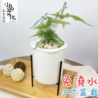 在飛比找蝦皮商城優惠-【小品文化】文竹【現貨】3吋鐵架免澆水盆栽 懶人盆栽 觀葉植