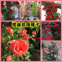 在飛比找蝦皮購物優惠-12【超高發芽率】爬藤 玫瑰種子 薔薇爬藤四季種子盆栽月季玫