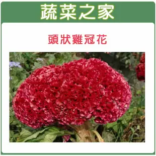 【蔬菜之家】H24.頭狀雞冠花(紅色，高40~60cm)種子 35顆