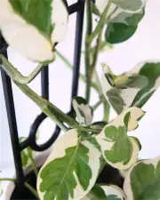 Snow Queen in White Pot