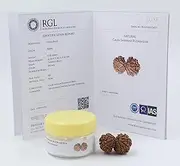 ShivaRatna Gauri Shankar Rudraksha with Certificate of Authenticity (Elite Range) Collector Size