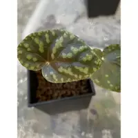 在飛比找蝦皮購物優惠-秋海棠 begonia variabilis 2吋盆