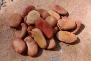 Two Mojo Wish Beans (Vicia Faba) Focus Manifestation