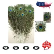 Vibrant Peacock Feathers Set - 50 Feathers, 35-40" Height, Frustration-Free