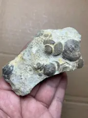 110g Natural Devonian period Atrypa specimen Geologic rock