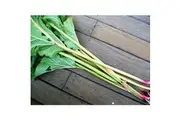 RHUBARB 'Giant Victoria' seeds - Standard packet (see description for seed quantity)