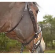 Time Rider : Soft Leather Snaffle Bridle- Combined Noseband- Full Cob