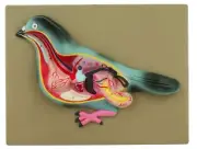 Pigeon Dissection Model - Life Size - Hand Painted - Eisco Labs