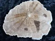 PHOSPHORESCENT! Polished Petrified Wood Tropical Hardwood Madisonville, TX 6”x5”