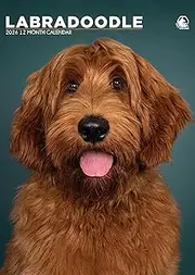 Labradoodle Calendar 2026 – A Year of Adorable Labradoodles