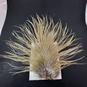 Dyed Tan Dun Saddle Hackle Cape Dry Fly Tying Feathers #05