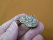 (DF300-7) small Fossil REAL DINOSAUR Bone Slice Jurassic Dino love dinos fossils