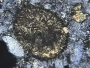 Meteorite BECHAR 006 - rare Lunar breccia - High Quality Thin Section
