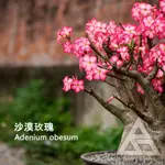 ｜沙漠玫瑰｜ADENIUM OBESUM｜