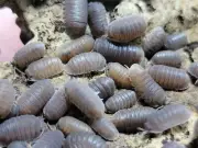10 count Cubaris Borneo