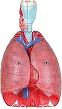 Life-Size Human Lung Model, Respiratory System Model with 51 Parts Indication Signs, 7 Removable Parts Model with Lungs Heart Larynx Trachea and Vascular for Medical Study