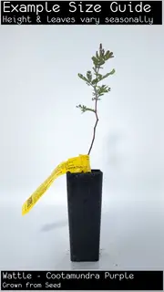 Buy Cootamundra Purple Wattle Trees (Acacia bailyana Purpurea)
