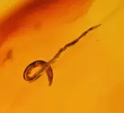 Very Rare Nematodes (Roundworm), Fossil Inclusion in Dominican Amber