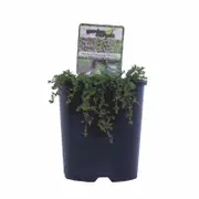 140mm Pink Creeping Thyme - Thymus serpyllum Coccineus