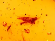 Superb Moth Lepidopteran with Gall Gnats Wasp in Dominican Amber Fossil Gemstone