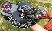Premium Chicken Saddle, Adjustable for Medium/Large Hens, Poultry Protector Grey