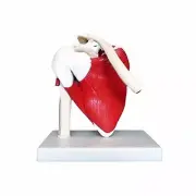 Anatomical Advanced Muscled Shoulder Joint Model Medical Anatomy Skeleton AU