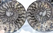 Large Black Ammonite Crystals XXLarge 200mm 110myo Dino age FOSSIL 8.0" 3066ou